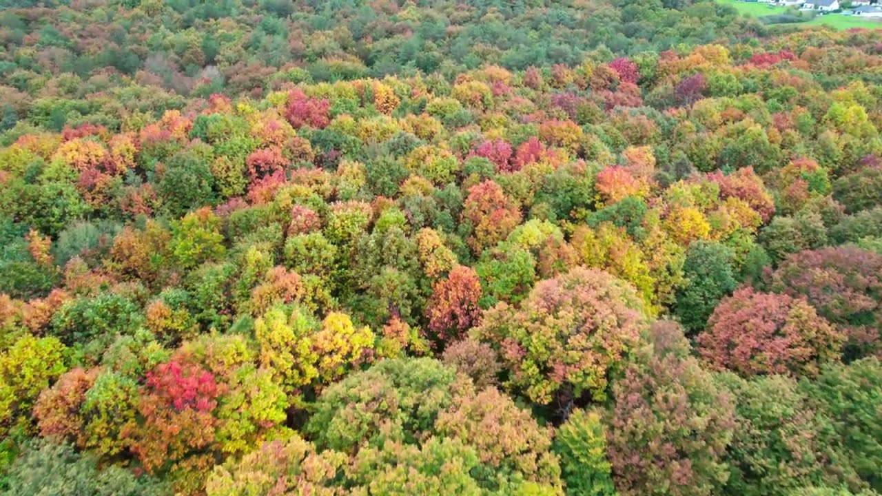 Automne en Forêt Nivernaise – Ballet des Couleurs vu du cie