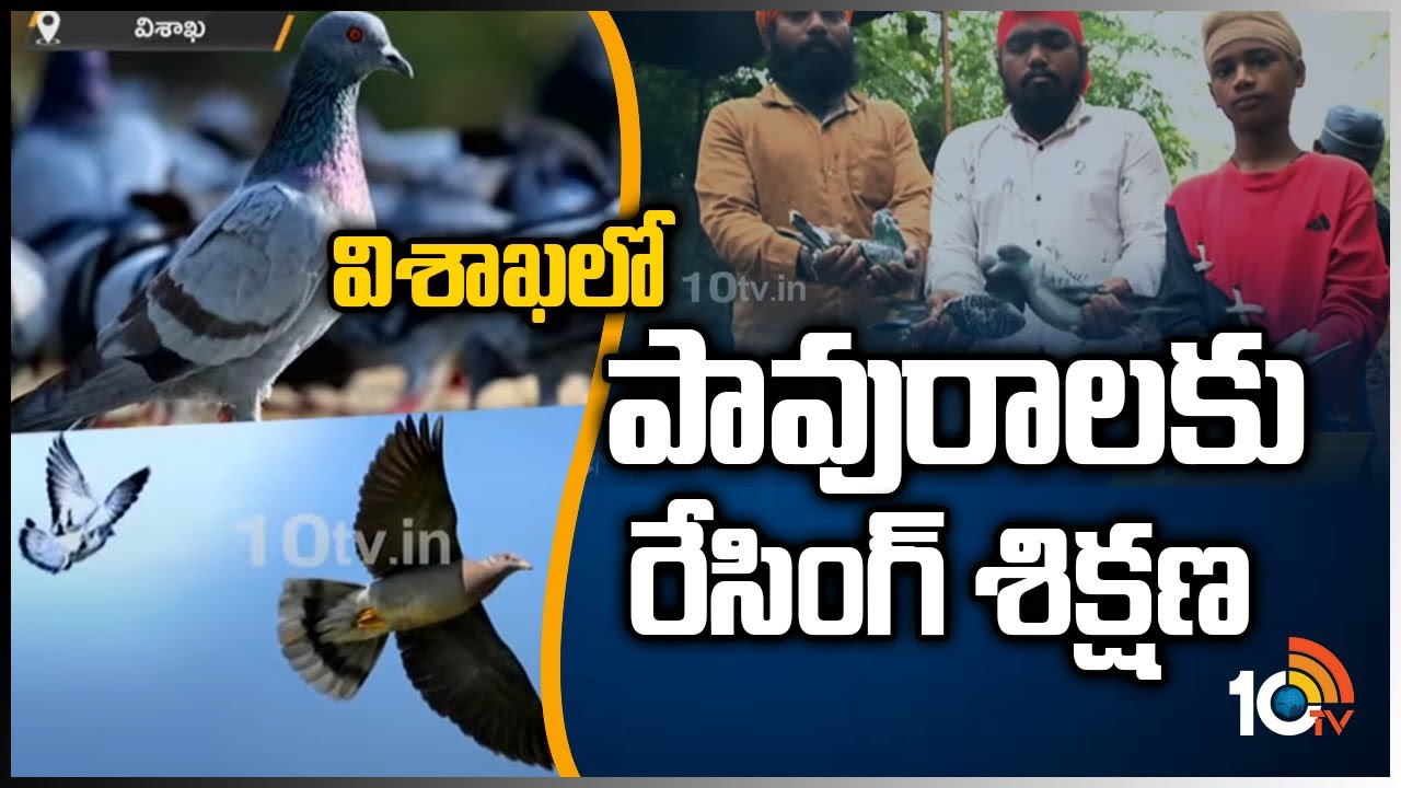 విశాఖలో పావురాలకు  రేసింగ్ శిక్షణ ... | Racing Training for Pigeons in Visakhapatnam | 10tv News