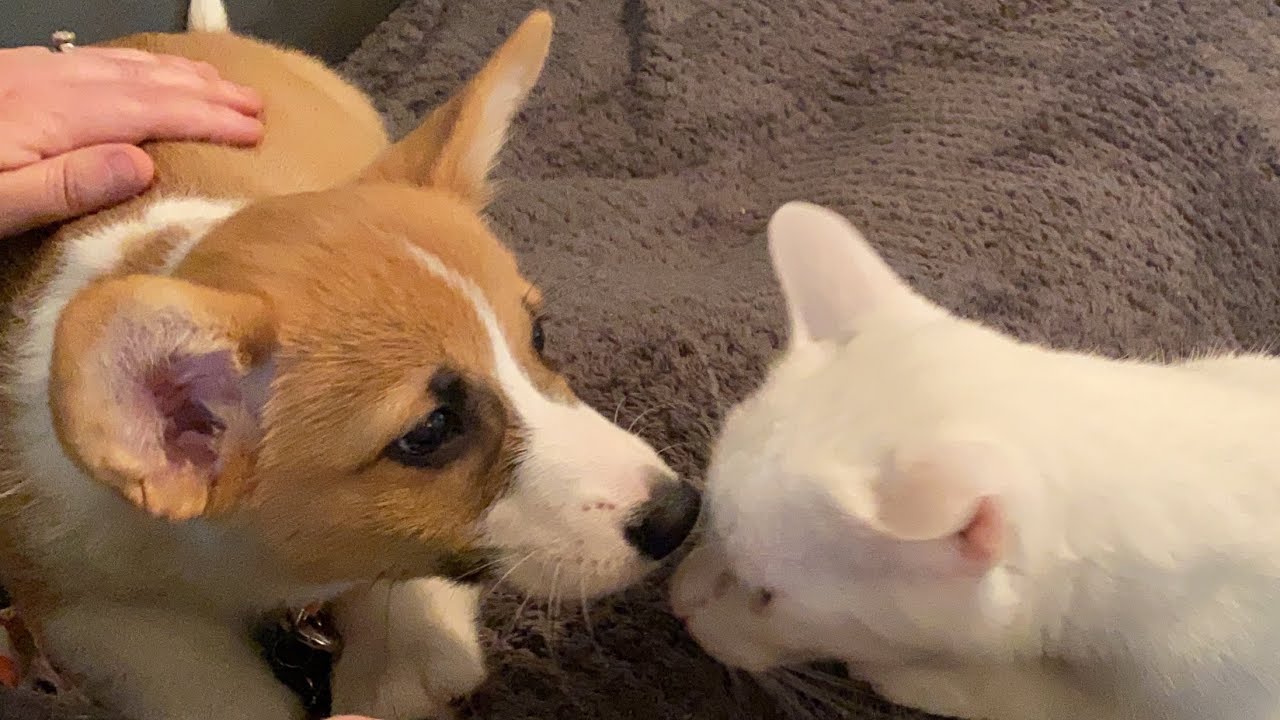 Cat Meets A Corgi Puppy 😻