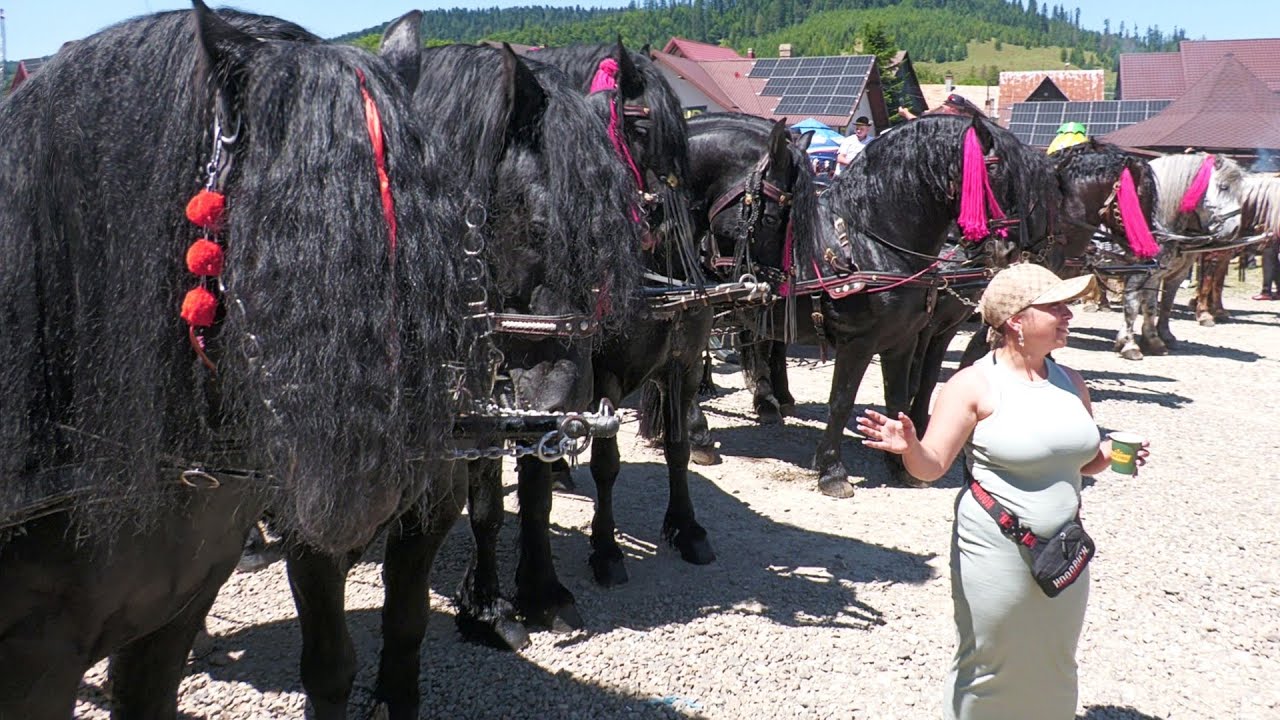 Parada cailor de la Putna -Bucovina 2 Iulie 2025