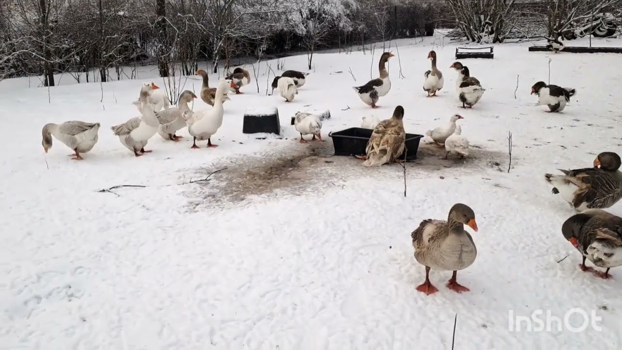 ЯКА ЦІНА МОЇХ ЯЄЦЬ? ПРОДАЮ ЗА ДОРОГО! 