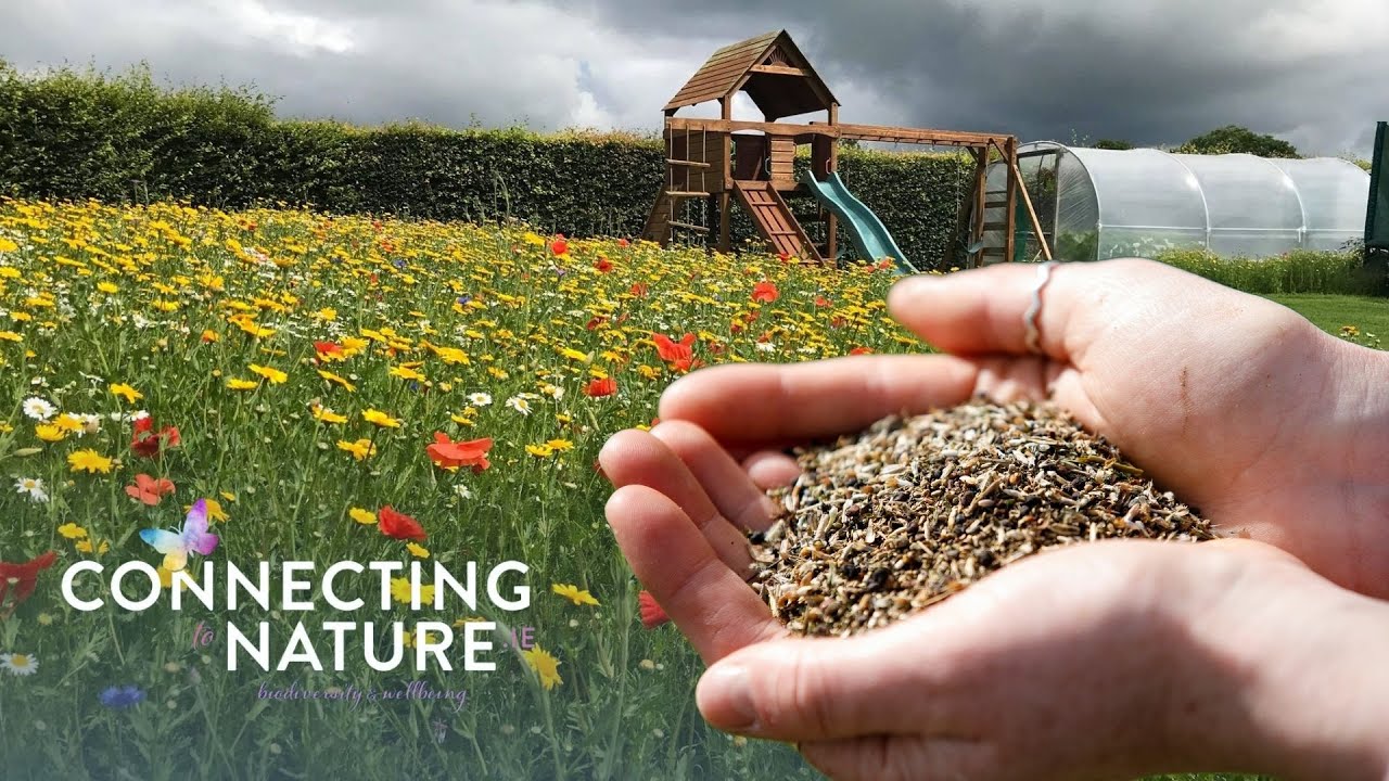 Irish Native Wildflower Seed