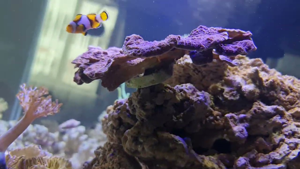 Tuzlu su akvaryumu yeni canlılar geldi anemon bakımı mercan bakımı