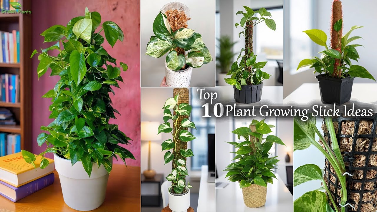Top 10 Plant Growing Stick Ideas | Plant Growing Sticks for Stronger, Healthier Plants//GREEN PLANTS