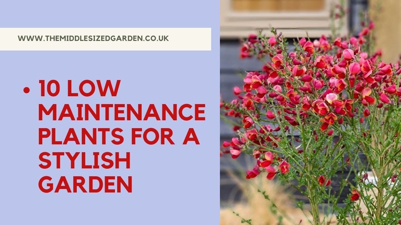 10 low maintenance plants for a stylish garden