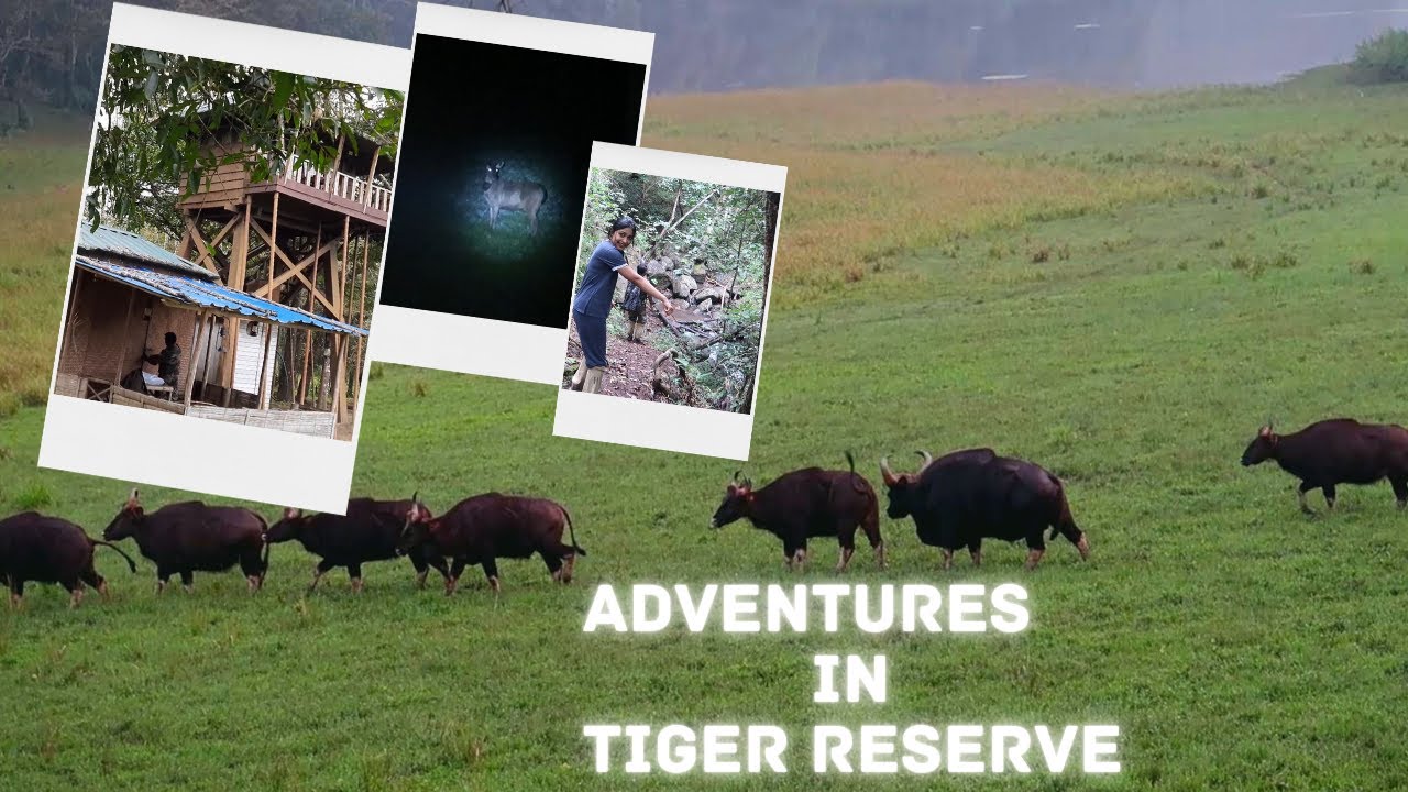 Watch Tower Thekkady | Deep Forest Stay | Periyar Tiger Reserve Thekkady Stay | A day at Edapalayam