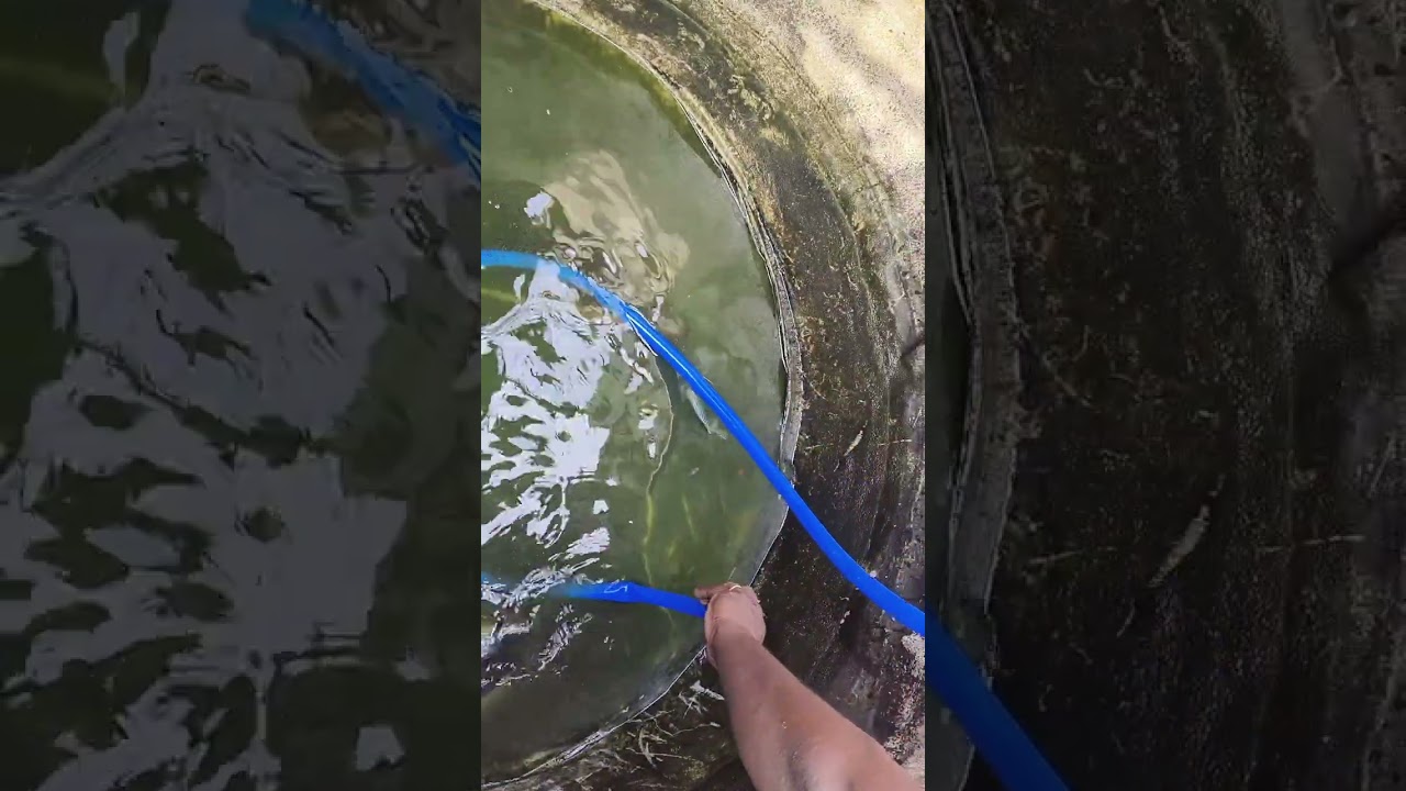 1.5 feet of 1 pair shark at pond #sharktank #clearwater #bigshark #fishmaintain #trendi #sharkfamily