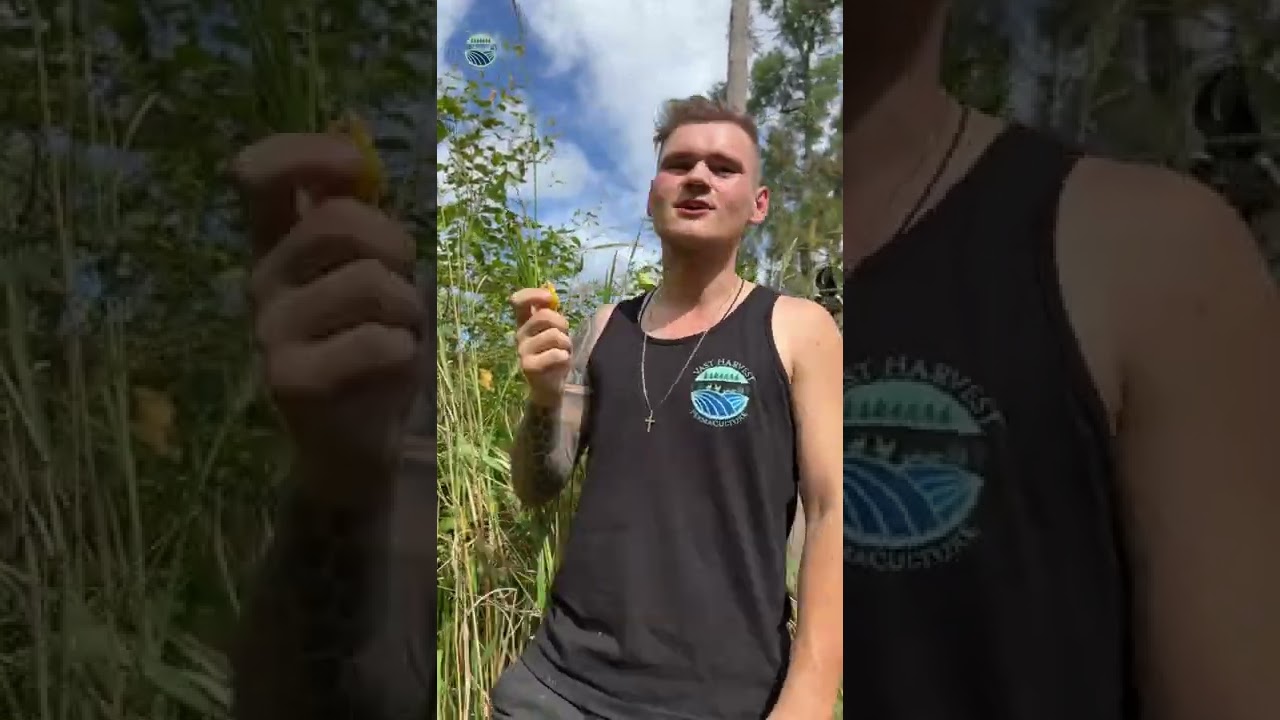 Tasting yellow cherry guava