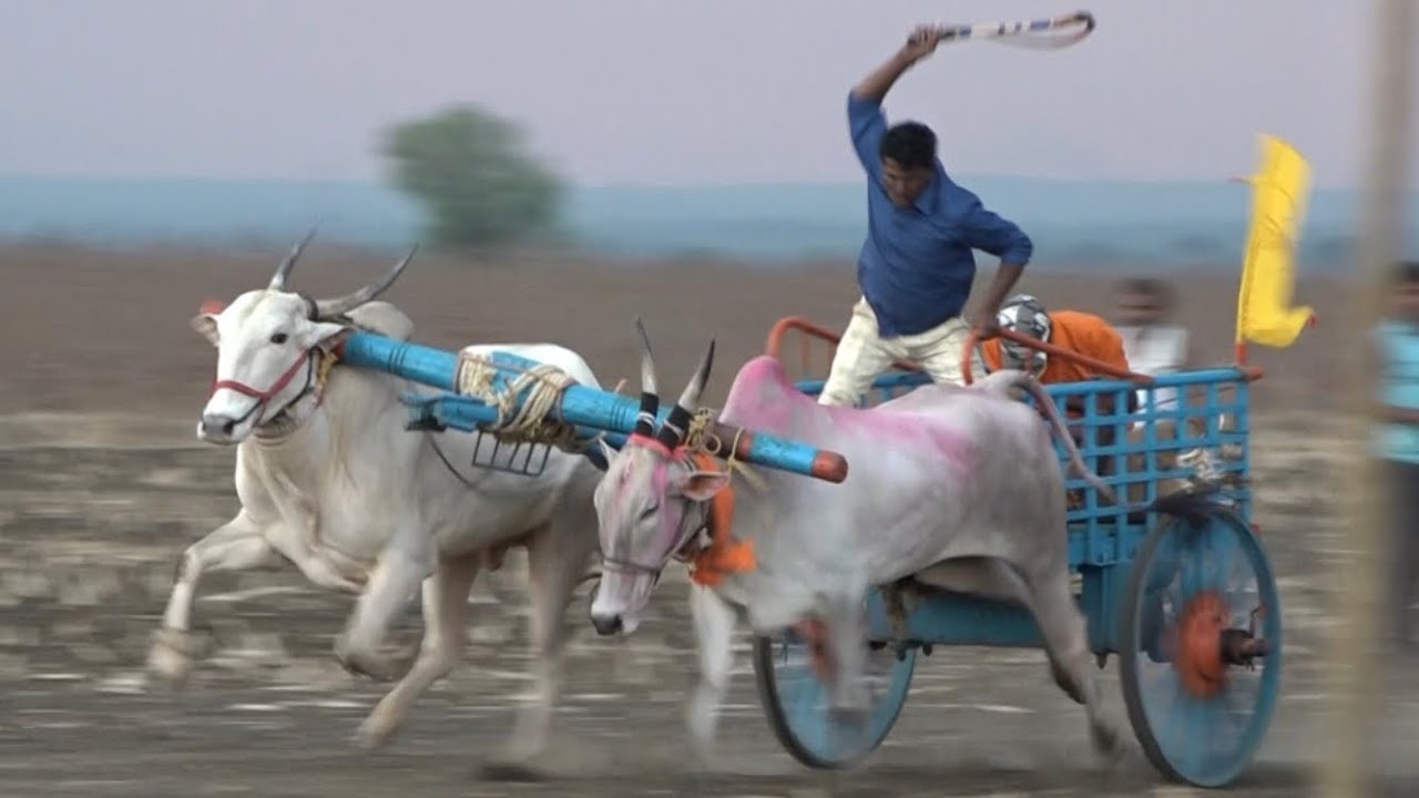 Fantastic Hallikar vs Khillar bulls Running the bullock cart race Devagiri