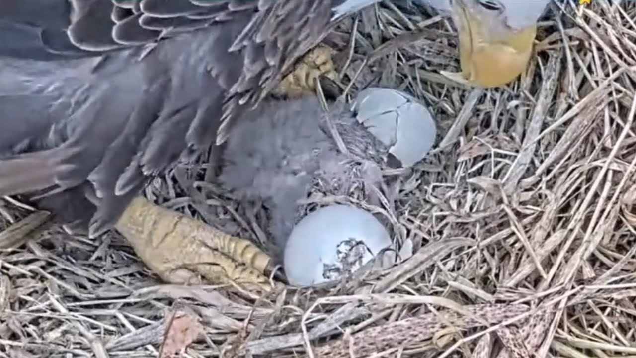 Cute new born eaglet under the Mom | Duke Farms Eagle | Feb 22, 2026