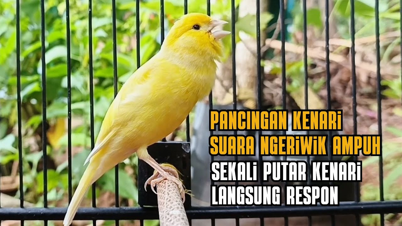 Kenari GACOR panjang ampuh untuk Masteran Kenari PAUD & Pancingan Kenari diam agar bunyi & gacor |42