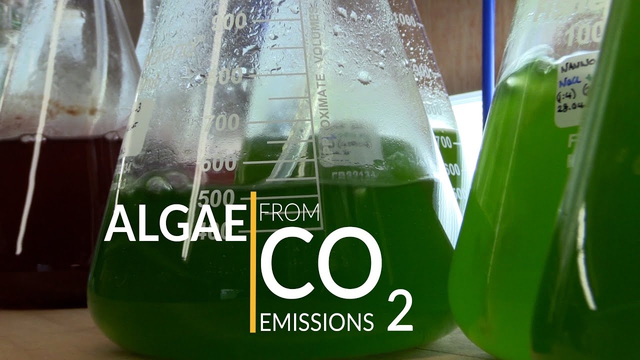 Algae from CO2 Emissions