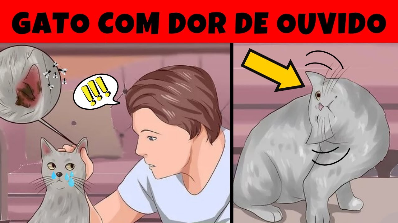 Infecção de Ouvido em GATOS | Tudo o que Você PRECISA saber!