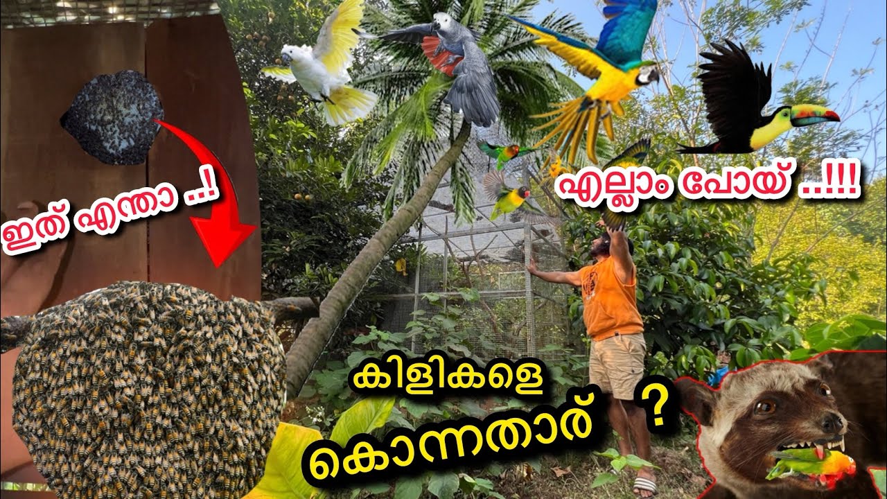 ലക്ഷങ്ങളുടെ Aviary-ക്കു എന്താണ് സംഭവിച്ചത്..!! What Happened To Our Backyard Aviary and Birds