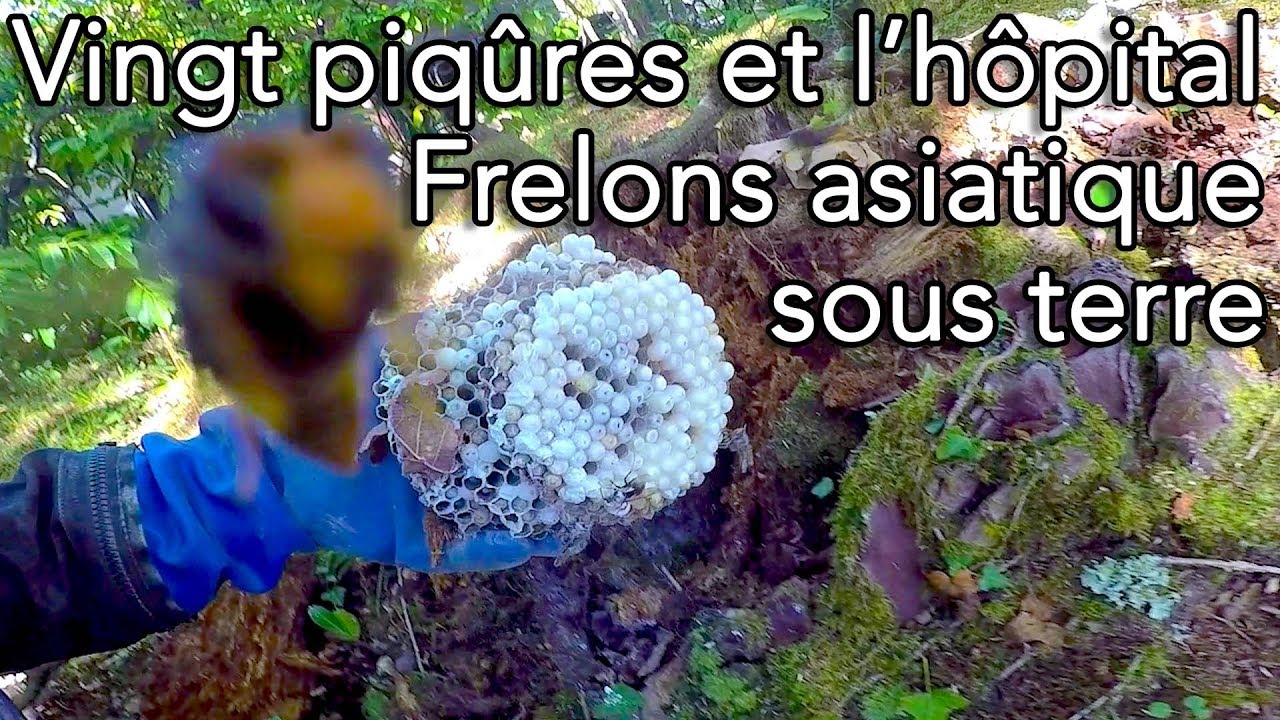 L'h&ocirc;pital pour un nid satellite sous terre - Dangereux nids pr&egrave;s du sol # 4(attaque)
