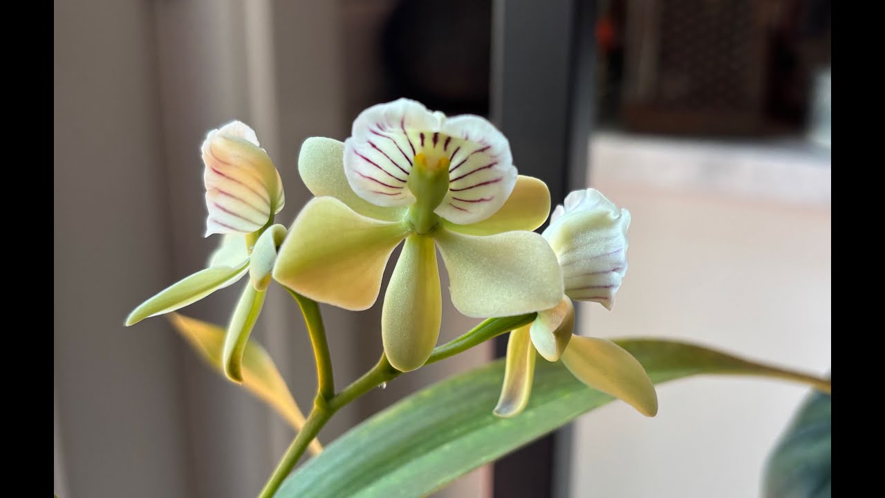 Prosthechea radiata