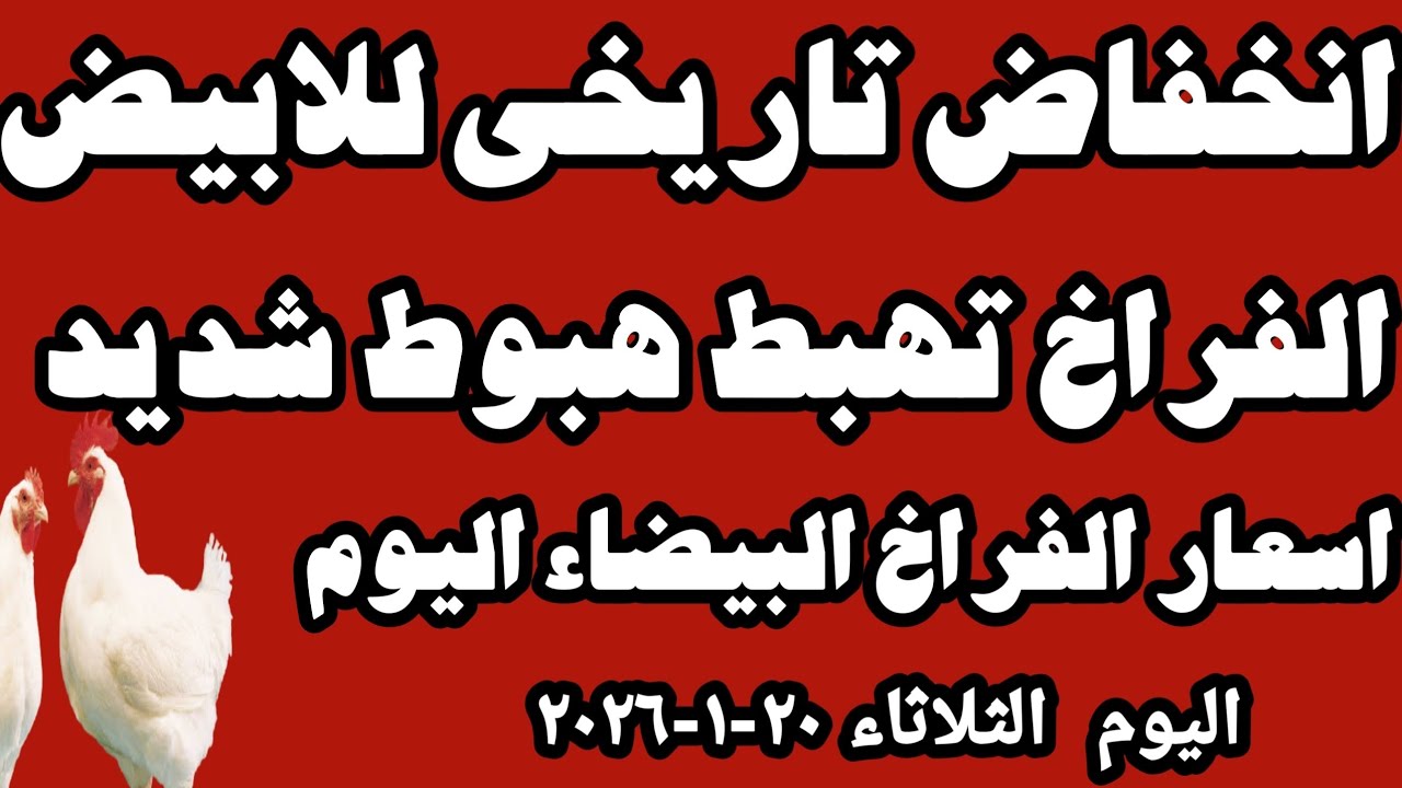 اسعار الفراخ البيضاء سعر الفراخ البيضاء اليوم الثلاثاء ٢٠-١-٢٠٢٦ جمله وقطاعي في المحلات في مصر 