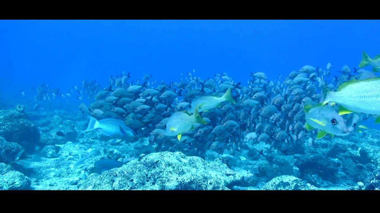 Scooter dive Big Fish