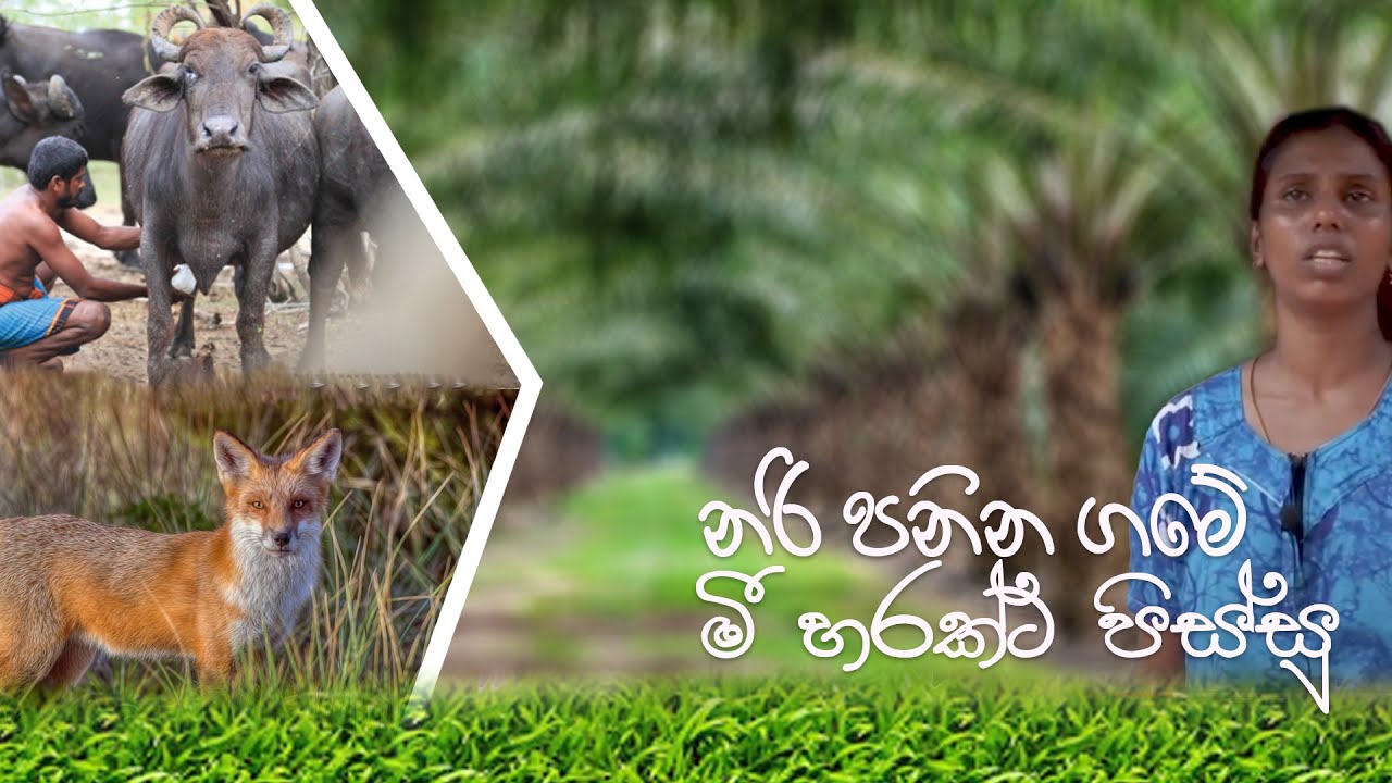Foxes causing problems at village in Millaniya | Fox | Sri Lanka | @RisiTV