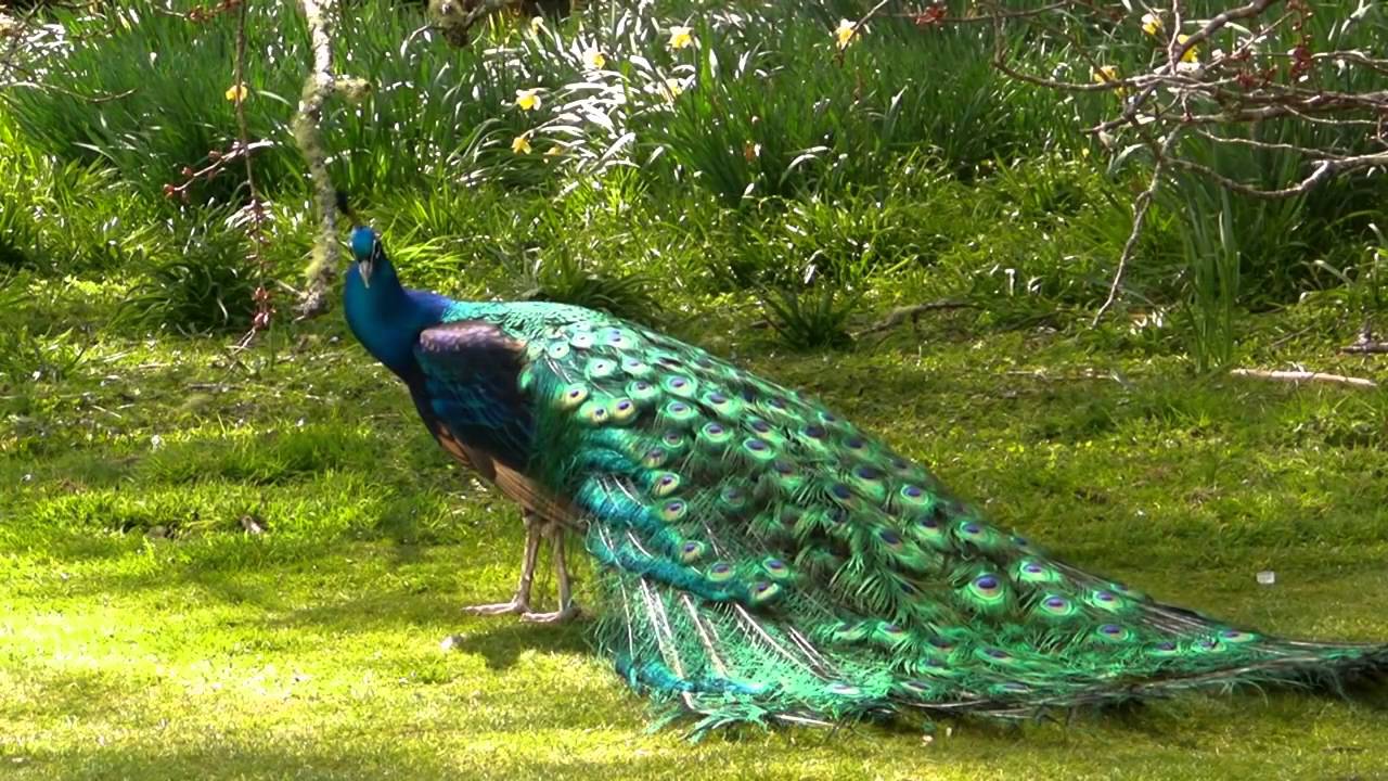Cortejo de faisanes