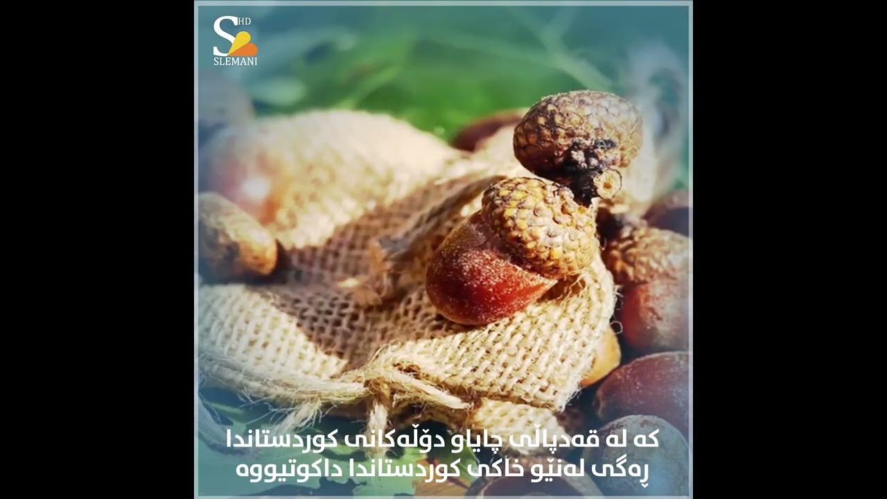 زانیاری لە سەر داربەڕوو