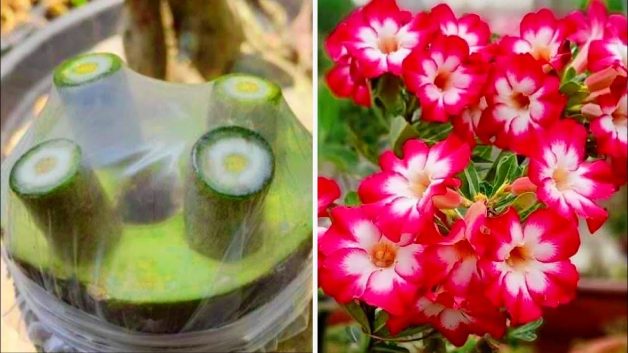 Most Easy Method To Graft Desert Rose |  How To Graft Adenium Plant Easily