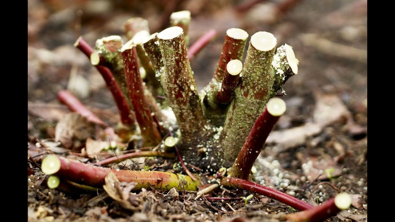 Plants that you can Coppice  -  What's Coppice you ask?