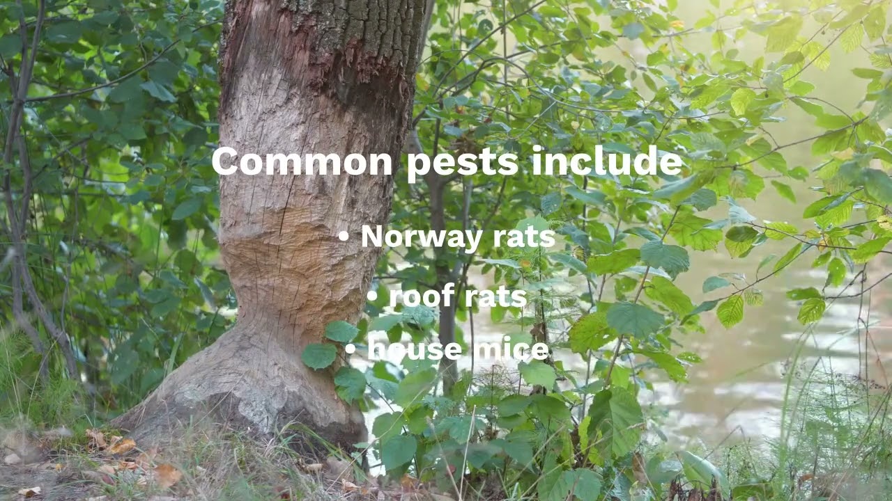 🚨 Toronto&rsquo;s Most Rodent-Infested Neighborhoods: Are You at Risk? 🐀