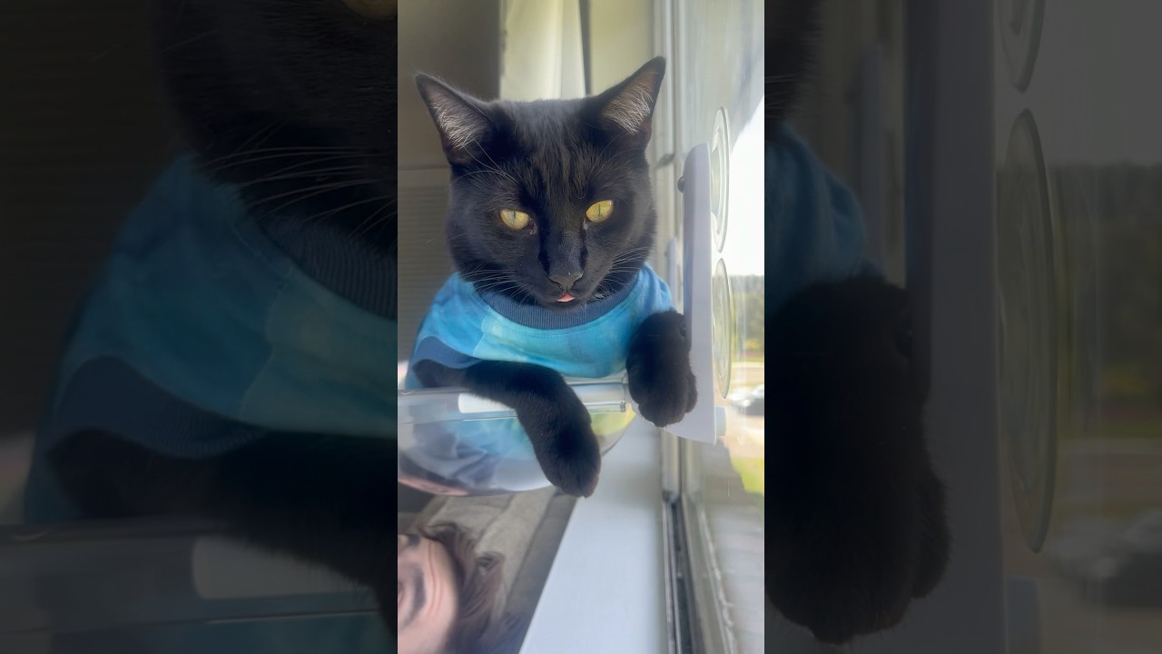 #minipanther #cats #viral #viralvideo #catlovers #catshorts #cat #pets #petlovers #meow #catcat