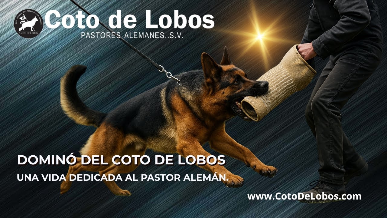 Dominó del Coto de Lobos | La historia del perro que reúne 20 años de pasión y selección genética