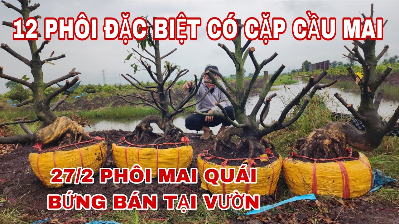27/2 phôi mai quái bứng bán tại vườn 12 phôi đặc biệt có cặp cầu mai ☎️ 0907813169