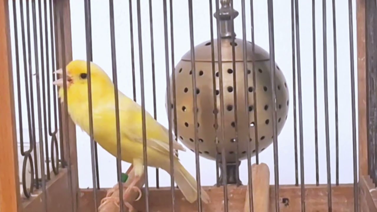 Chant canari timbrado l un canari pour exister les femelles canari