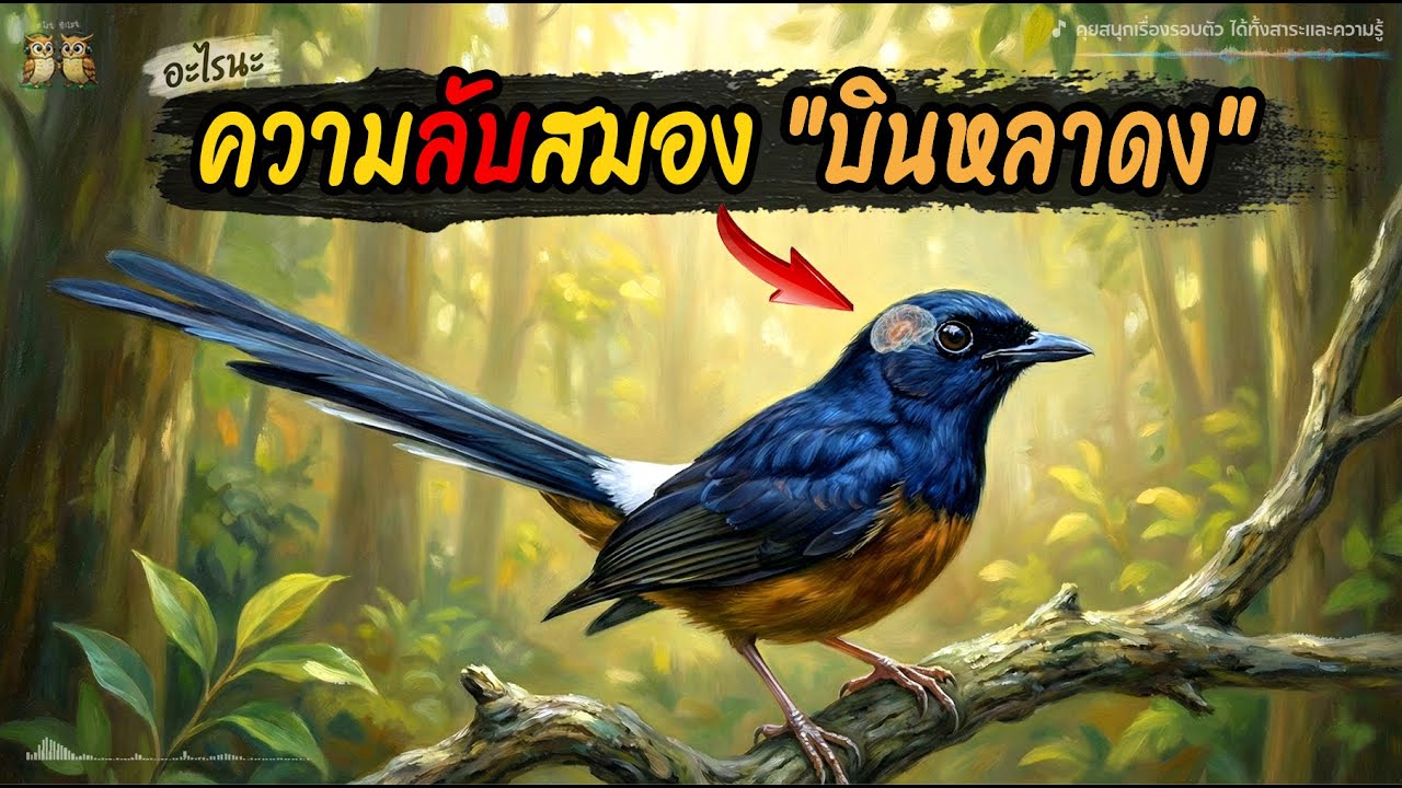 สมองเท่าเม็ดถั่วแต่จำหน้าคนแม่น! เจาะลึก 