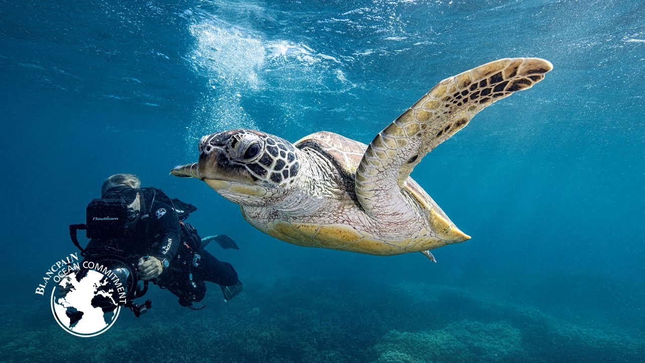 Biopixel | Raine Island – Blancpain