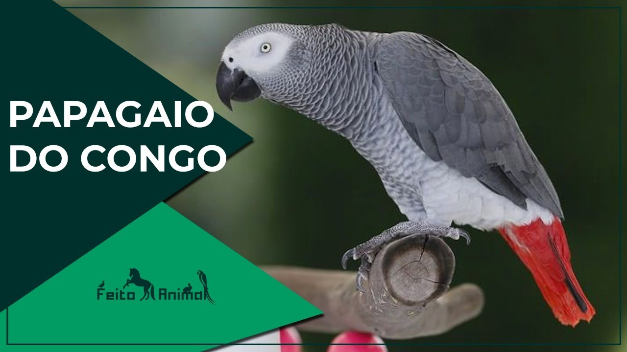 Papagaio do Congo | Feito Animal