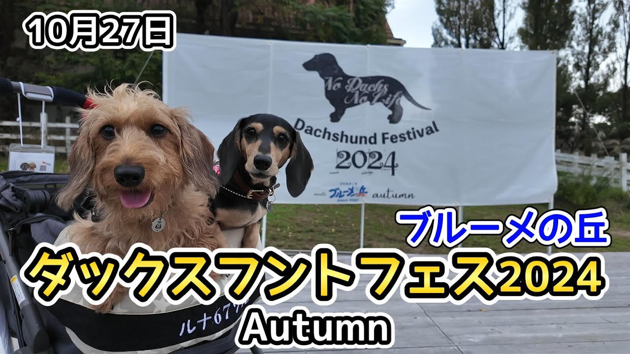 ダックスフントフェスティバル2024 meets滋賀農業公園ブルーメの丘Autumnを暗くなるまで楽しんだ【ミニチュアダックスフンド】ダックスフェス2024オータム