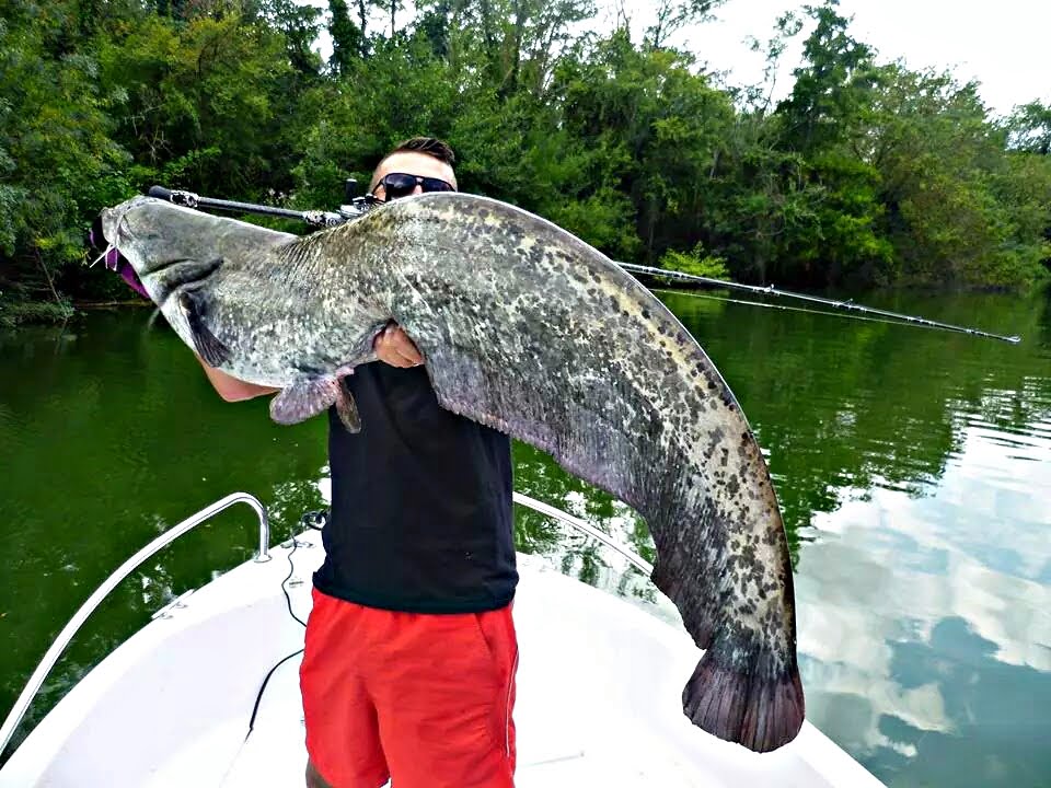 Mucus Time !!! Compliation de Silure pris en casting