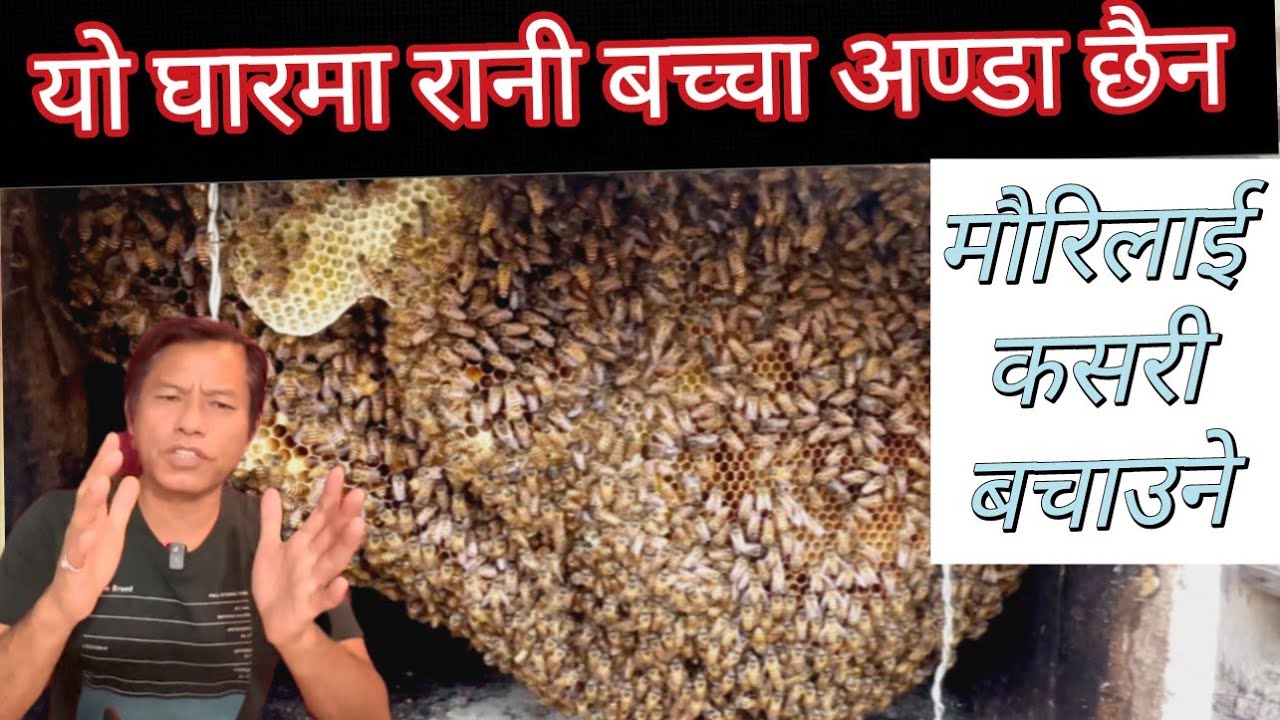 यो घारमा रानि, बच्चा र अण्डा छैन। मौरिलाई कसरी बचाउने होला । Queen bee less hive no egg no larvae.