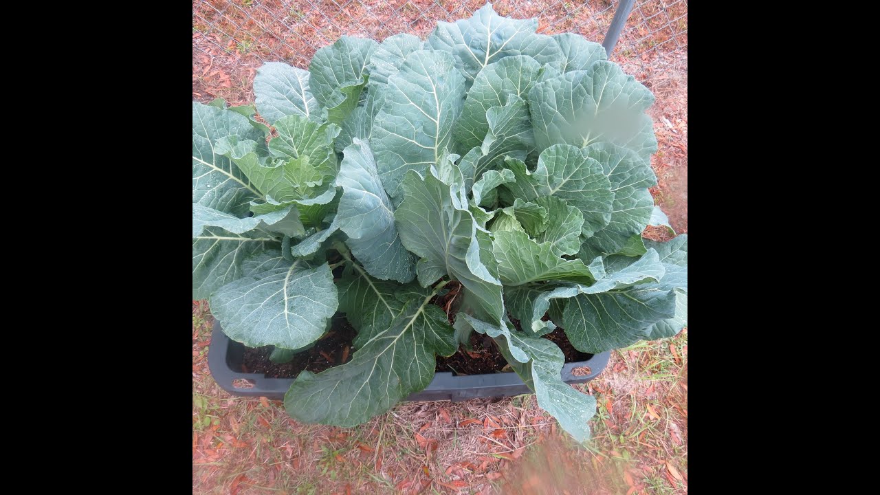 Look How Our Late Planted Garden Is Doing
