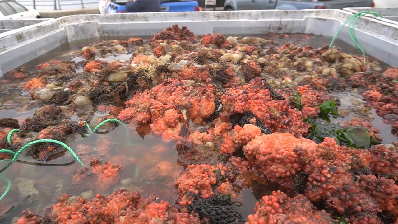 Pescadores 2.0 siembran el mar con piures