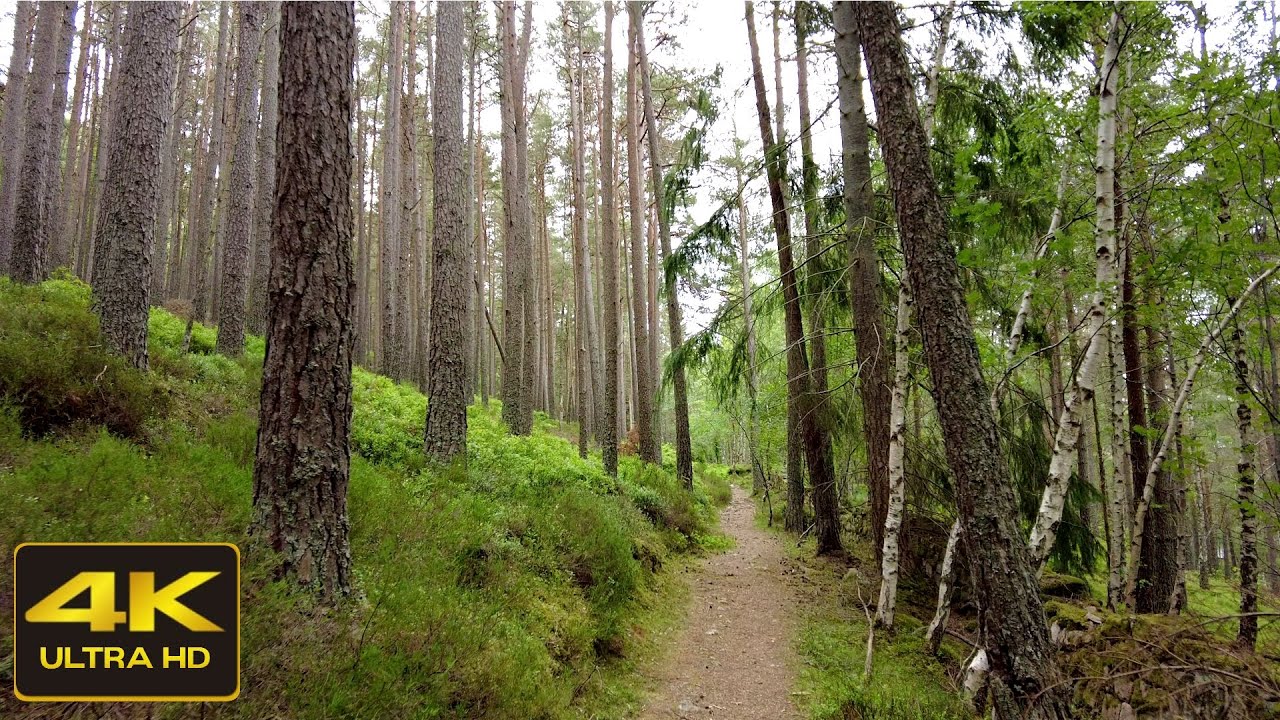 A Relaxing Walk through Craigendarroch Oakwoods, Ballater, Scotland | Nature Walk ASMR | 4K