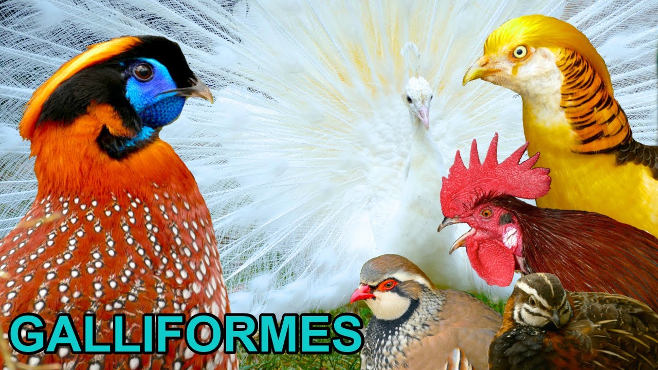 GALLIFORMES: 20 beautiful birds that are closely related to the domestic chicken breeds, Hühnervögel