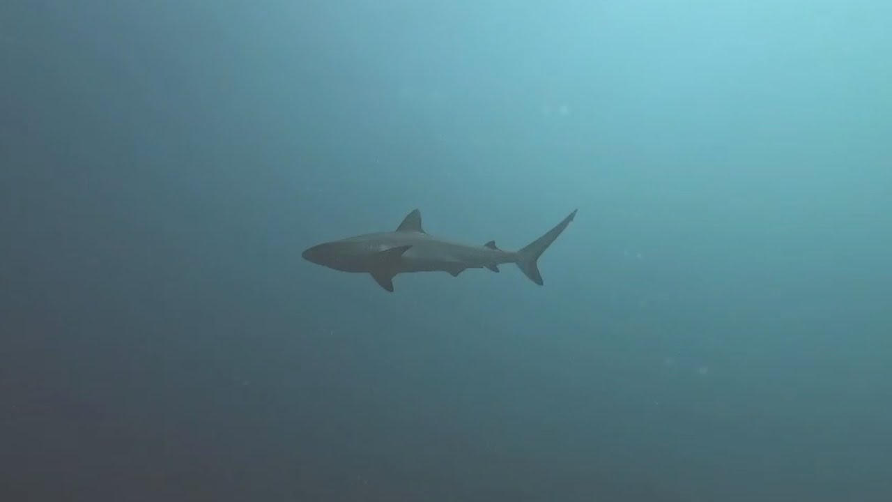 Vilanculos Diving Center Chivale.Travel Podwodny Mozambik Underwater Mozambique Unterwasser-Mosambik