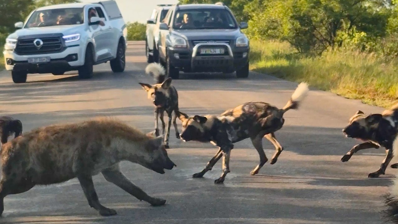 Wild Dogs and Hyenas Bring Safari Traffic to a Sudden Halt in Brutal Clash