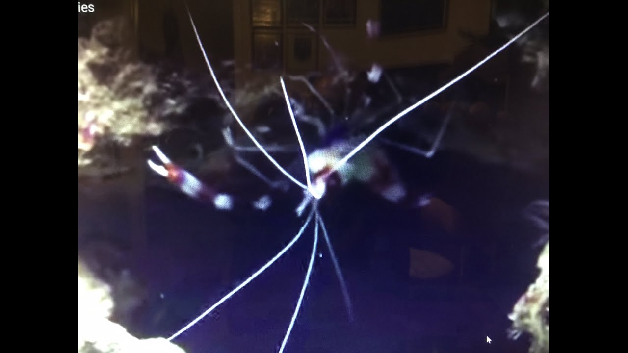 Coral banded shrimp babies being rounded up so they don't become fish food