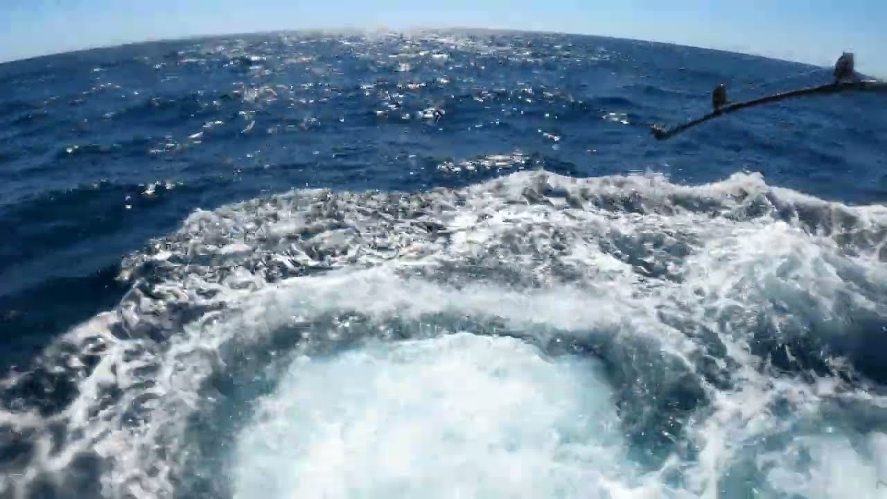 Gigant Bluefin Tuna Algarve part3