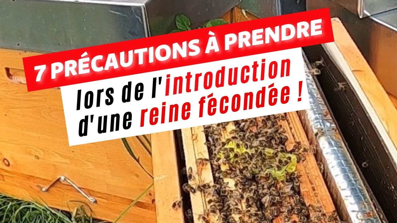 7 précautions à prendre lors de l'introduction d'une reine fécondée