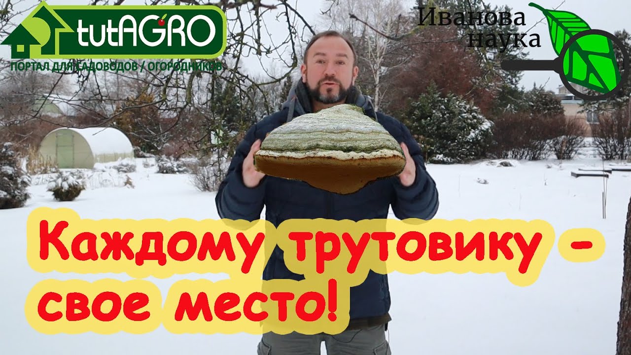 КРАСНЫМ СТЕРЖНЕМ. Трутовик! Знай свое место! ТРУТОВИКИ в саду и огороде. Что делать с трутовиками.