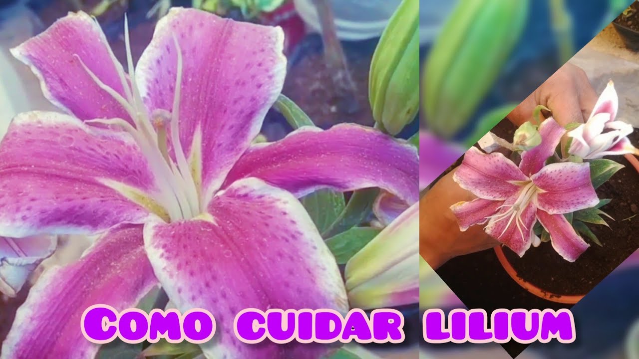 cómo cuidar lilium o Azucena en maceta l y mucho más