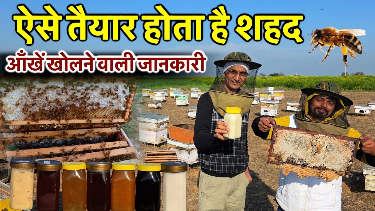 कमर्शियल शहद ऐसे तैयार होता है, आँखें खोलने वाली जानकारी || Technical Farming ||
